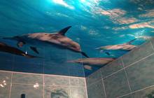 Натяжной потолок с фотопечатью Дельфины